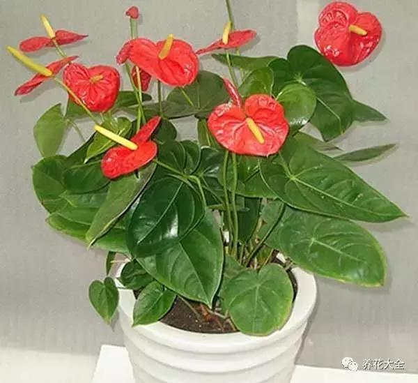 發財樹梔子花,夏天這麼澆水,等著收屍吧!