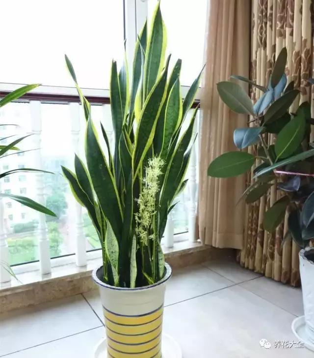 發財樹梔子花,夏天這麼澆水,等著收屍吧!
