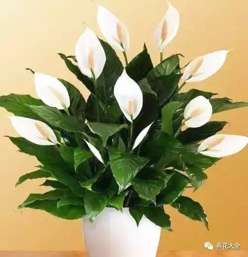 發財樹梔子花,夏天這麼澆水,等著收屍吧!