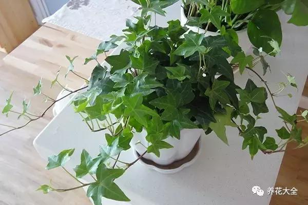 發財樹梔子花,夏天這麼澆水,等著收屍吧!