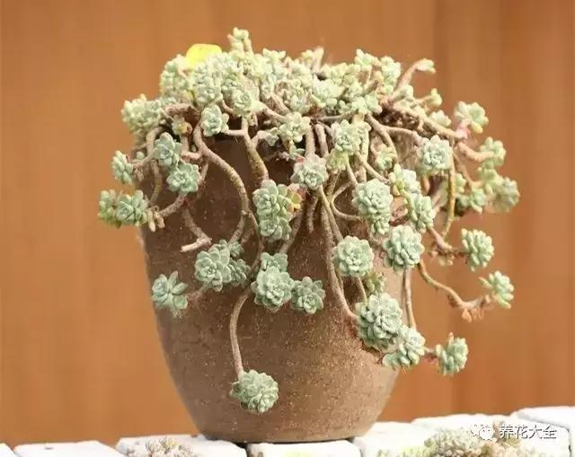 發財樹梔子花,夏天這麼澆水,等著收屍吧!