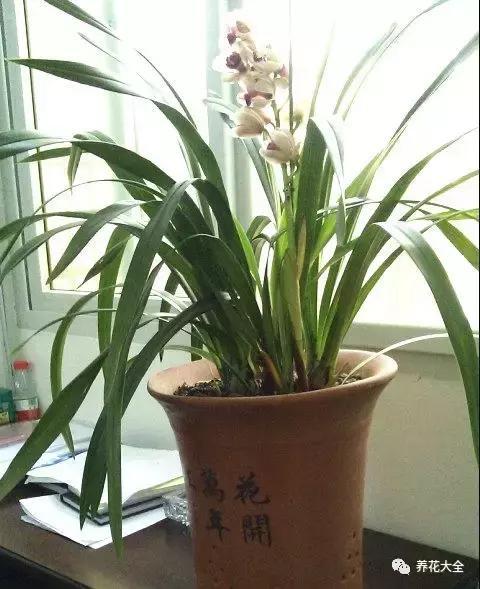 發財樹梔子花,夏天這麼澆水,等著收屍吧!