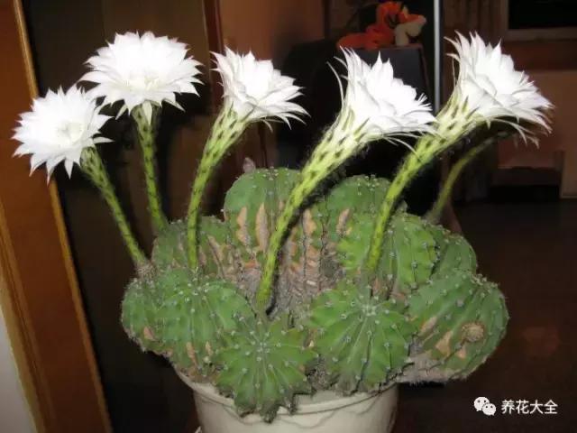 發財樹梔子花,夏天這麼澆水,等著收屍吧!
