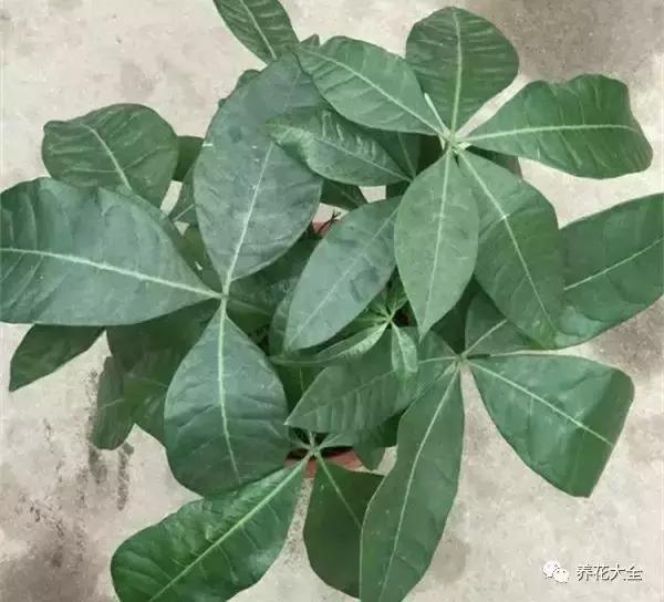 發財樹梔子花,夏天這麼澆水,等著收屍吧!