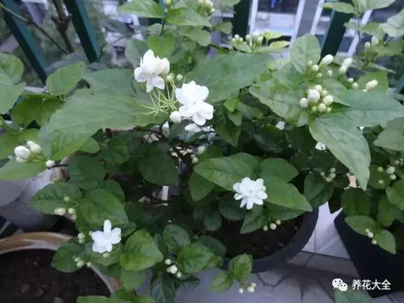 發財樹梔子花,夏天這麼澆水,等著收屍吧!