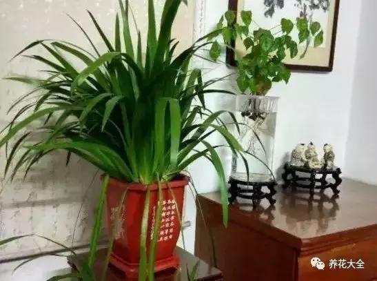 發財樹梔子花,夏天這麼澆水,等著收屍吧!