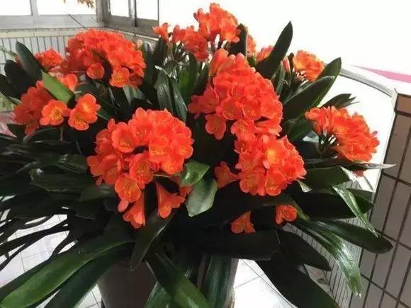 發財樹梔子花,夏天這麼澆水,等著收屍吧!