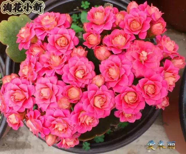 發財樹梔子花,夏天這麼澆水,等著收屍吧!