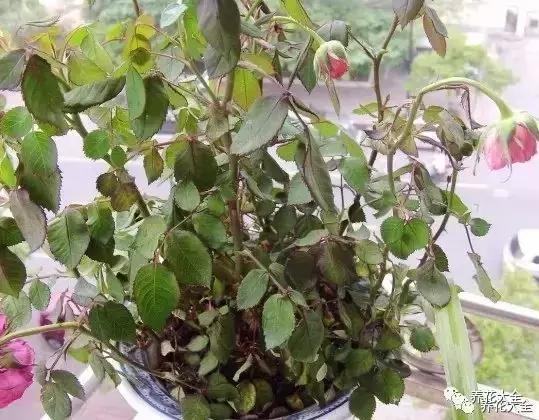 發財樹梔子花,夏天這麼澆水,等著收屍吧!