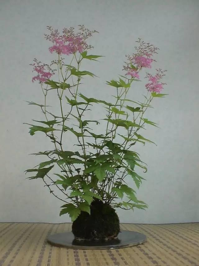 一花一世界，一草一天堂！ 太美了！