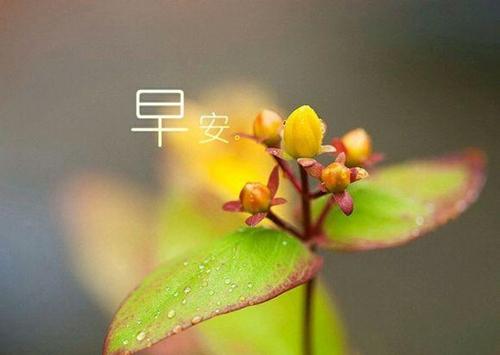 10句唯美早安語錄,心若不動,風又奈何
