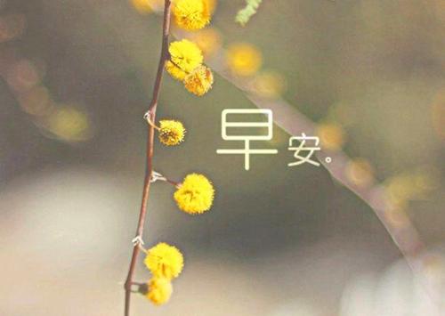 10句唯美早安語錄,心若不動,風又奈何