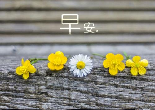 10句唯美早安語錄,心若不動,風又奈何