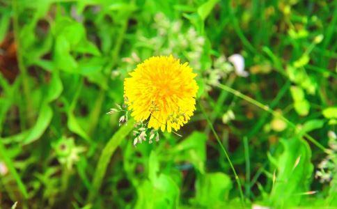 蒲公英花能祛斑嗎蒲公英花怎麼祛斑