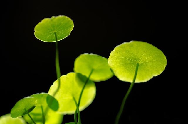 銅錢草，“囧”態各異，你可知它是植物“殺手”