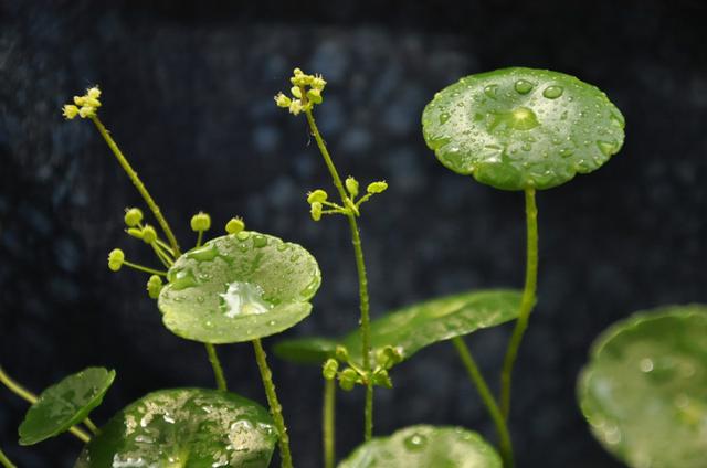 銅錢草，“囧”態各異，你可知它是植物“殺手”