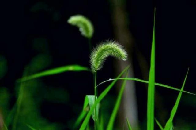 無人知道的小草!