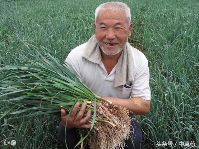 八種長在菜園子裡的中藥，可用於脹氣、足癬、咳嗽氣喘等症，你了解幾種？