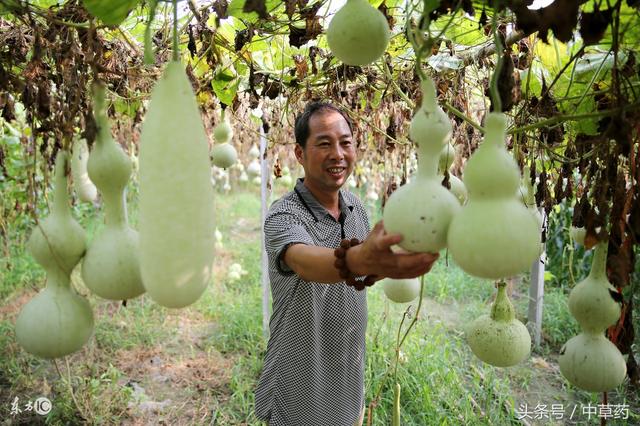 八種長在菜園子裡的中藥，可用於脹氣、足癬、咳嗽氣喘等症，你了解幾種？