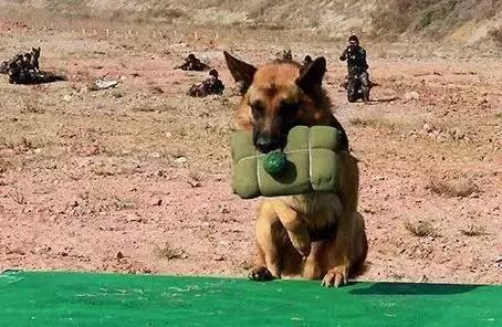 我居然開始崇拜一隻狗,不,是軍犬