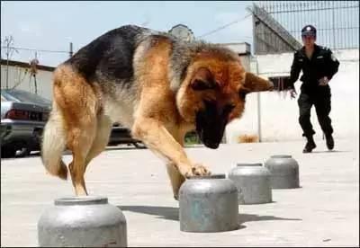 我居然開始崇拜一隻狗,不,是軍犬
