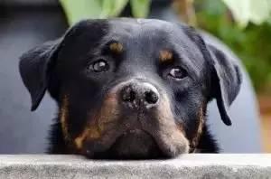我居然開始崇拜一隻狗,不,是軍犬
