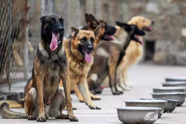 我居然開始崇拜一隻狗,不,是軍犬