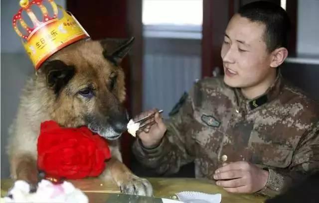 我居然開始崇拜一隻狗,不,是軍犬