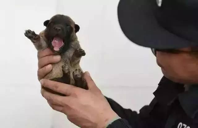 我居然開始崇拜一隻狗,不,是軍犬