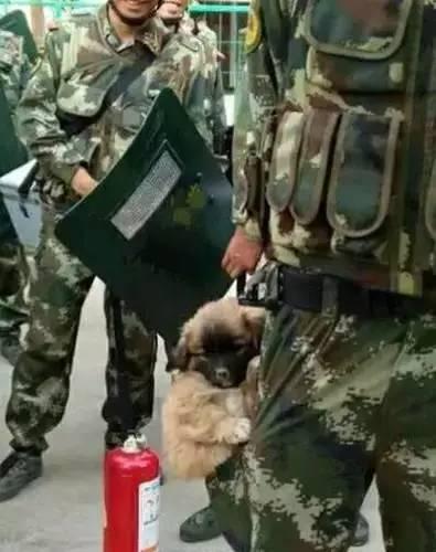 我居然開始崇拜一隻狗,不,是軍犬