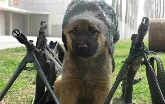 我居然開始崇拜一隻狗,不,是軍犬
