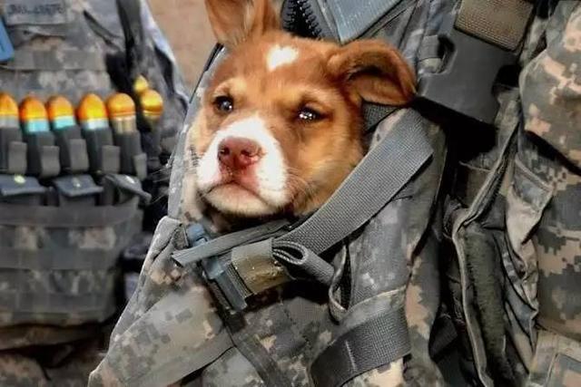 我居然開始崇拜一隻狗,不,是軍犬