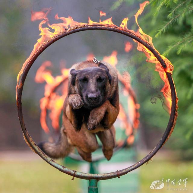 我居然開始崇拜一隻狗,不,是軍犬