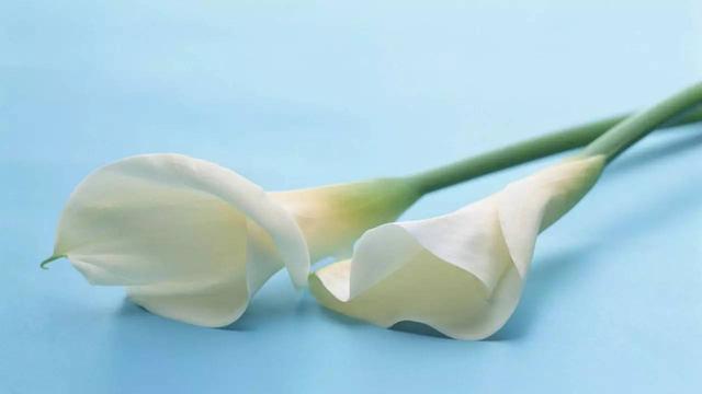 父親決定孩子飛多高,母親決定孩子飛多遠