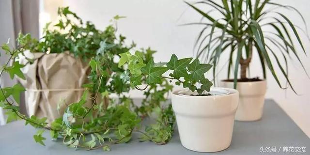家裡多養花的6大好處,你以為只能淨化空氣?