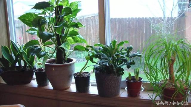 家裡多養花的6大好處,你以為只能淨化空氣?