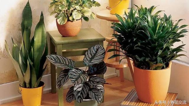 家裡多養花的6大好處,你以為只能淨化空氣?