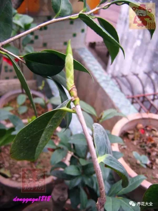 下手狠，捨得剪，1根枝開10朵花！