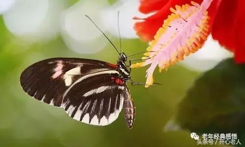 老年：8福，8難，8貴，8喜，8樂，8空，8笑，8悟（珍藏）