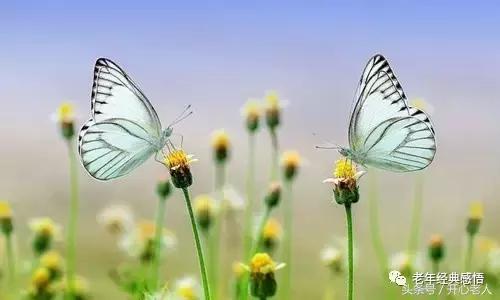 老年：8福，8難，8貴，8喜，8樂，8空，8笑，8悟（珍藏）