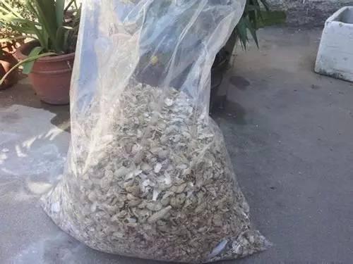 花生殼倒在花盆裡,長瘋管不住