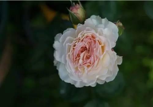 誰是秋季最美的花?