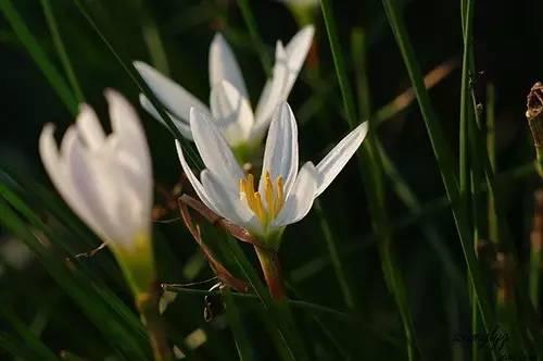 誰是秋季最美的花？