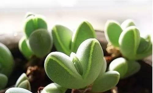 越胖越美! 讓你的多肉胖起來!