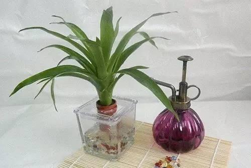 養花水培,注意這幾點,枝繁葉茂