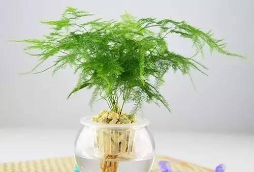 養花水培,注意這幾點,枝繁葉茂