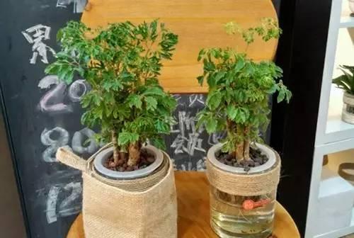 養花水培,注意這幾點,枝繁葉茂