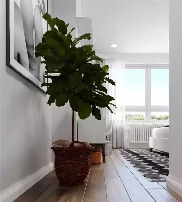 空間綠植搭配有法則!