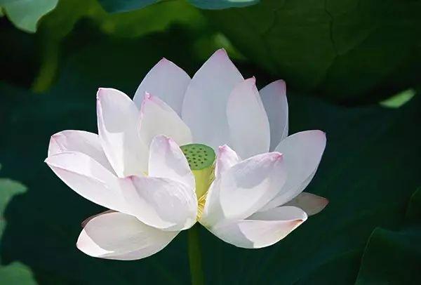 世界上最美的花,你同意嗎?