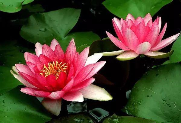 世界上最美的花,你同意嗎?